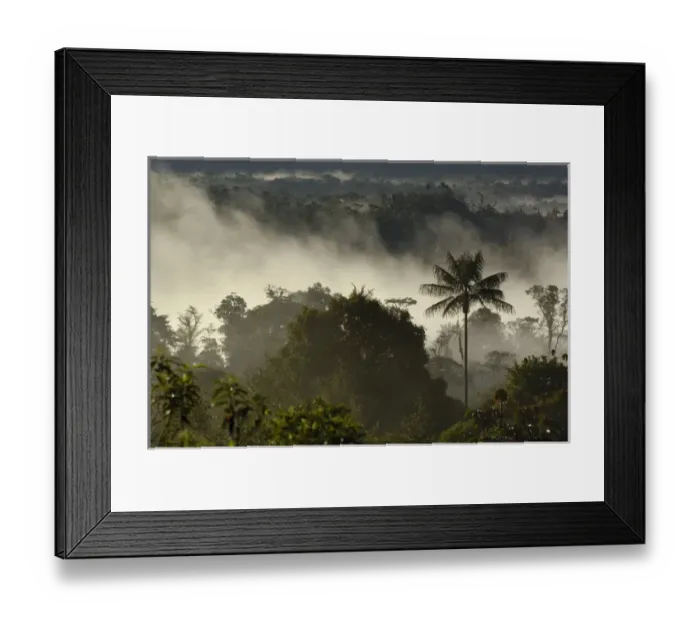 Framed Print : Forest vegetation in the Western Slope of the Andes Cloud Forest. San Isidro Cloud Framed Print : Forest vegetation in the Western Slope of the Andes Cloud Forest. San Isidro Cloud