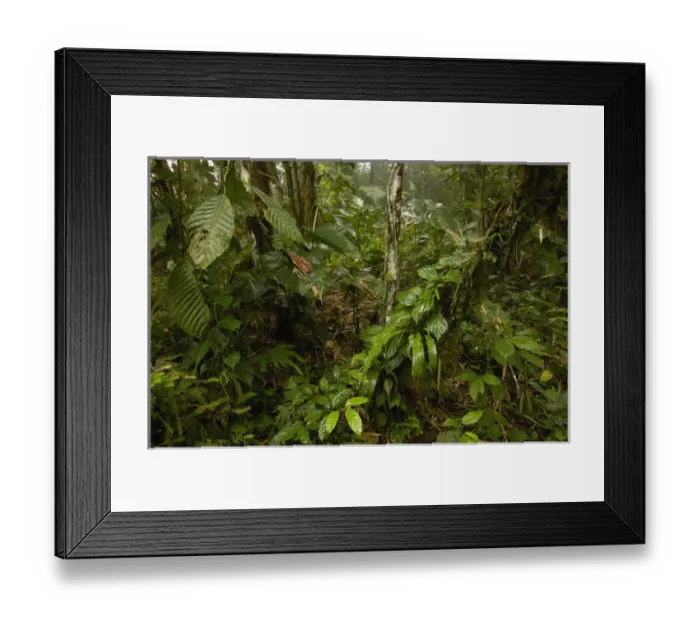 Framed Print : Primary forest, Western slope of Andes ECUADOR. South America Framed Print : Primary forest, Western slope of Andes ECUADOR. South America