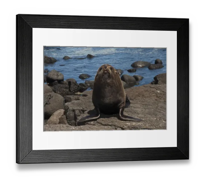 Framed Print : Galapagos Fur Seal (Arctocephalus galapagoensis) Cabo Douglas, Fernandina Island Framed Print : Galapagos Fur Seal (Arctocephalus galapagoensis) Cabo Douglas, Fernandina Island