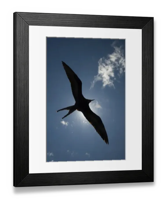 Framed Print : Great Frigatebird (Fregata minor) - male flying. GALAPAGOS ISLANDS ECUADOR South Framed Print : Great Frigatebird (Fregata minor) - male flying. GALAPAGOS ISLANDS ECUADOR South