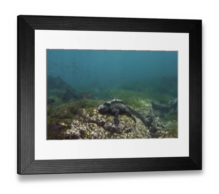 Framed Print : Marine Iguana (Amblyrhynchus cristatus) feeding underwater Cabo Douglas, Fernandina Island Framed Print : Marine Iguana (Amblyrhynchus cristatus) feeding underwater Cabo Douglas, Fernandina Island