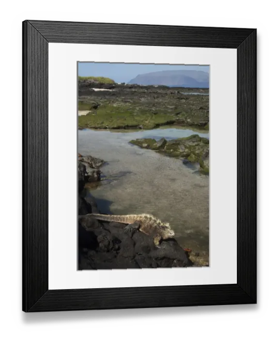 Framed Print : Marine Iguana (Amblyrhynchus cristatus) Base of Wolf Volcano, Isabela Islalnd Framed Print : Marine Iguana (Amblyrhynchus cristatus) Base of Wolf Volcano, Isabela Islalnd