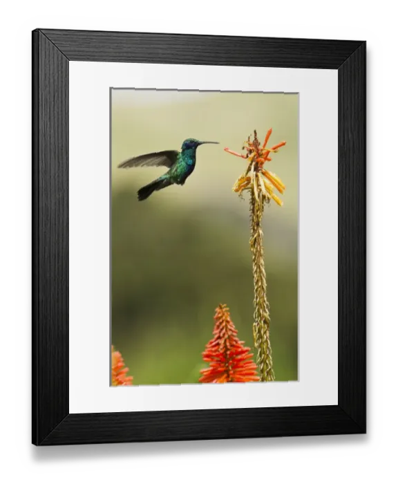 Framed Print : Sparkling Violetear Hummingbird (Colibri coruscans), base of Chimborazo Volcano, Andes