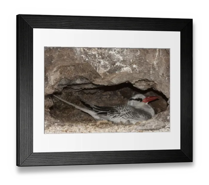 Framed Print : Red-billed Tropicbird (Phaethon aethereus) Punta Cevallos, Espanola (Hood) Island