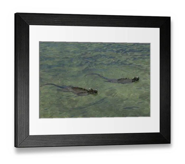 Framed Print : Marine Iguanas (Amblyrhynchus cristatus) Fernandina Island, GALAPAGOS ISLANDS Framed Print : Marine Iguanas (Amblyrhynchus cristatus) Fernandina Island, GALAPAGOS ISLANDS