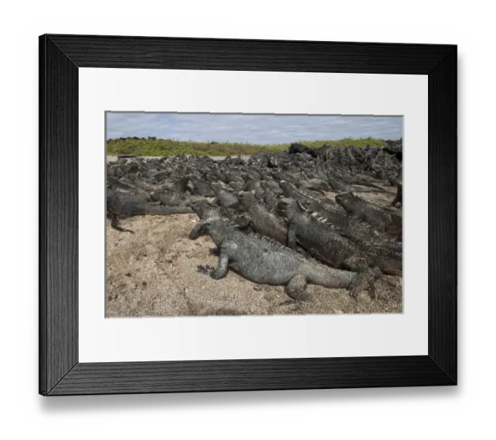 Framed Print : Marine Iguanas (Amblyrhynchus cristatus) Cabo Douglas, Fernandina Island, GALAPAGOS Framed Print : Marine Iguanas (Amblyrhynchus cristatus) Cabo Douglas, Fernandina Island, GALAPAGOS