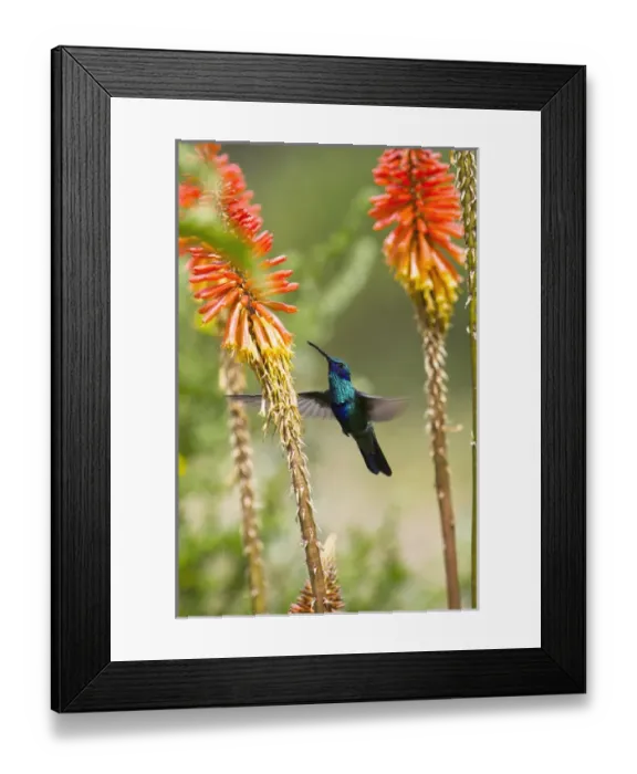 Framed Print : Sparkling Violetear Hummingbird (Colibri coruscans), base of Chimborazo Volcano, Andes Framed Print : Sparkling Violetear Hummingbird (Colibri coruscans), base of Chimborazo Volcano, Andes