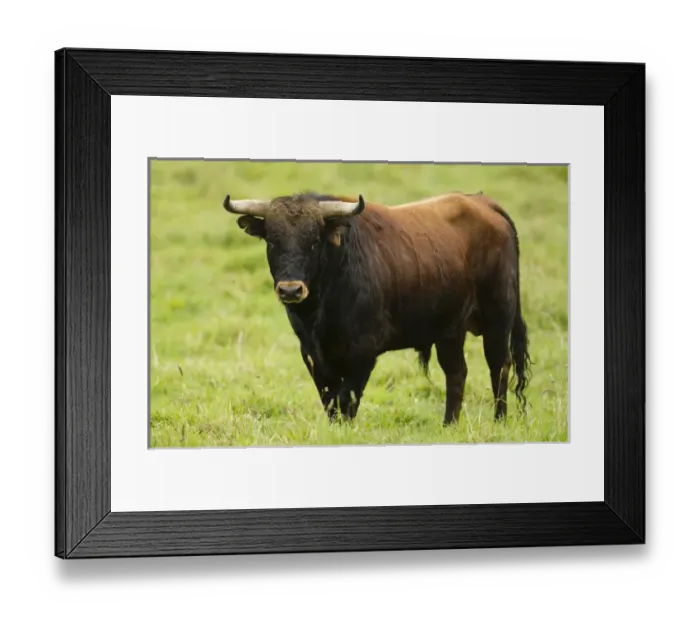 Framed Print : Bull Fighting Bull from Spanish Stock, base of Chimborazo Volcano, Andes, Ecuador Framed Print : Bull Fighting Bull from Spanish Stock, base of Chimborazo Volcano, Andes, Ecuador