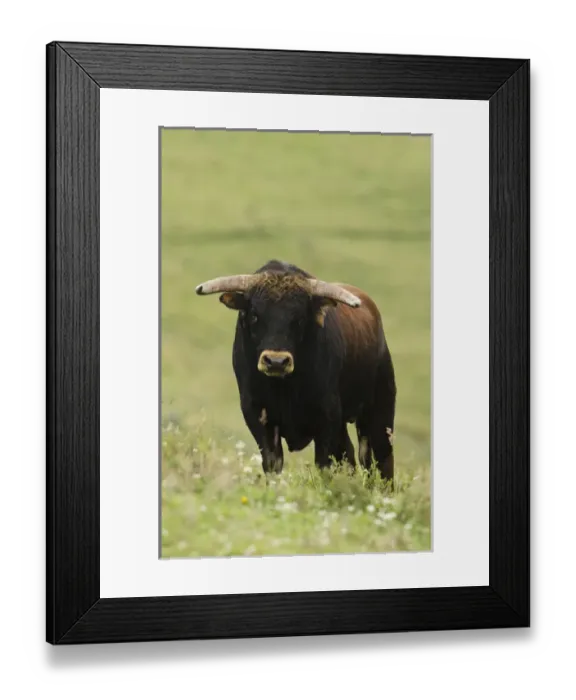 Framed Print : Bull Fighting Bull from Spanish Stock, base of Chimborazo Volcano, Andes, Ecuador Framed Print : Bull Fighting Bull from Spanish Stock, base of Chimborazo Volcano, Andes, Ecuador