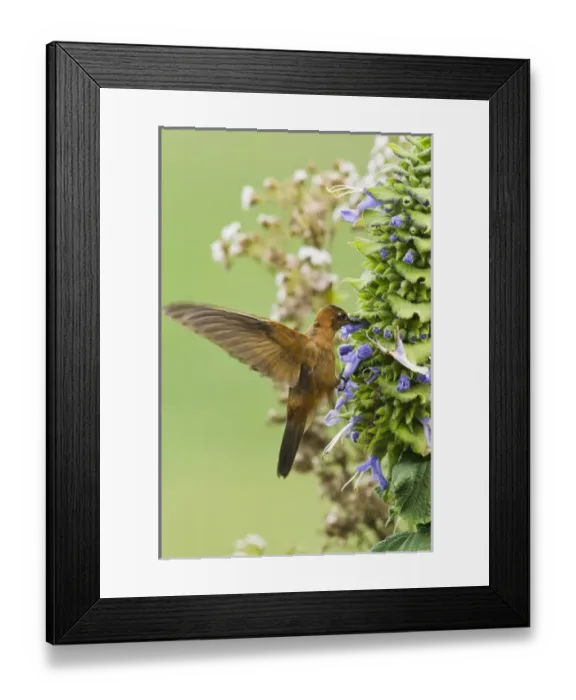 Framed Print : Shining Sunbeam Hummingbird (Aglaeactis cupripennis), base of Chimborazo Volcano Framed Print : Shining Sunbeam Hummingbird (Aglaeactis cupripennis), base of Chimborazo Volcano