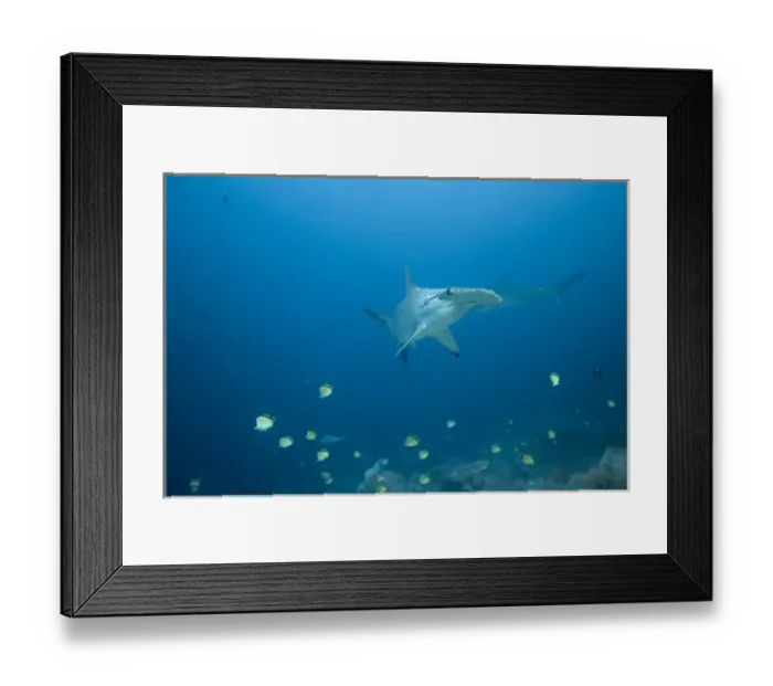 Framed Print : Ecuador, Galapagos Islands, Darwin Island, Underwater view of Hammerhead Sharks Framed Print : Ecuador, Galapagos Islands, Darwin Island, Underwater view of Hammerhead Sharks