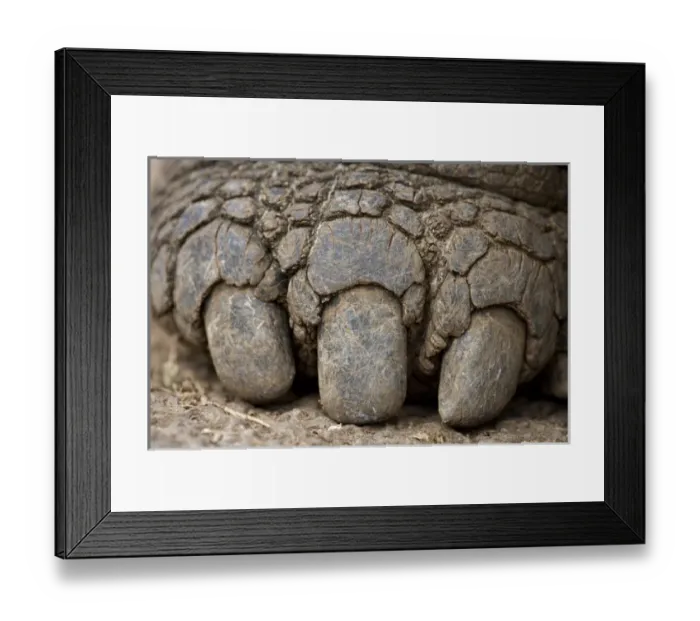 Framed Print : Ecuador, Galapagos Islands National Park, Santa Cruz Island, Puerto Ayora, Giant Tortoise Framed Print : Ecuador, Galapagos Islands National Park, Santa Cruz Island, Puerto Ayora, Giant Tortoise