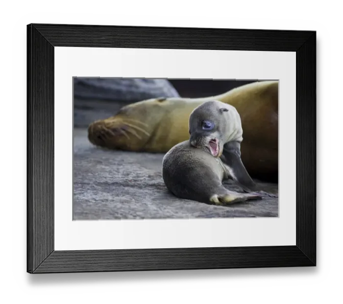 Framed Print : Galapagos Sea Lion pup and mother Framed Print : Galapagos Sea Lion pup and mother