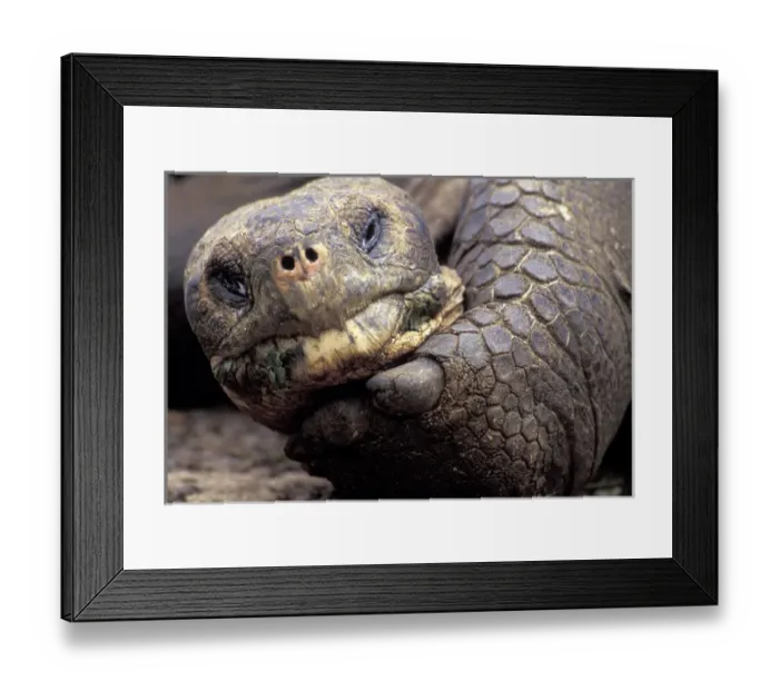 Framed Print : South America, Ecuador, Galapagos Islands Close-up of face and arm of giant tortoise