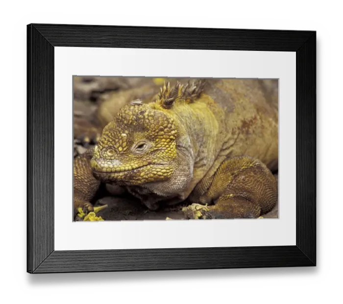 Framed Print : South America, Ecuador, Galapagos Islands Land iguana, close-up Framed Print : South America, Ecuador, Galapagos Islands Land iguana, close-up