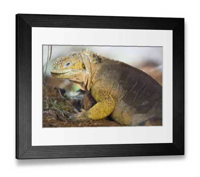 Framed Print : Land Iguana (Conolophus subcristatus), North Seymour Island, Galapagos National Park