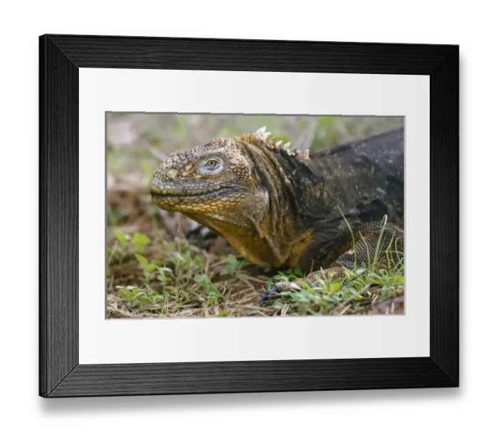 Framed Print : Land Iguana (Conolophus subcristatus), North Seymour Island, Galapagos National Park