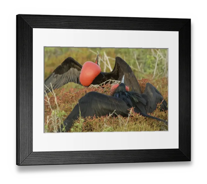 Framed Print : Male Great Frigatebird (Fregata minor ridgwayi) mating display. Galapagos National Park Framed Print : Male Great Frigatebird (Fregata minor ridgwayi) mating display. Galapagos National Park
