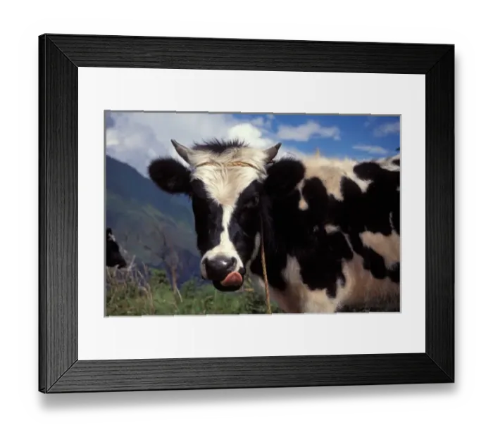 Framed Print : milk cow in the Andes Mountains outside the city of Banos, Ecuador, South America Framed Print : milk cow in the Andes Mountains outside the city of Banos, Ecuador, South America