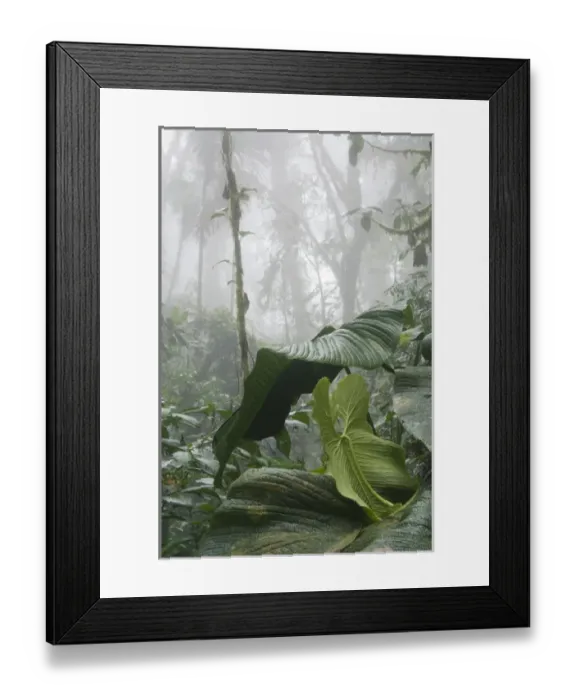 Framed Print : Bella Vista Birding Lodge