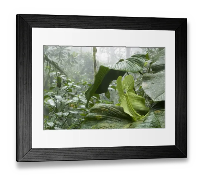 Framed Print : Cloud forest scene, Andes Mountains, Bella Vista Birding Lodge, Ecuador