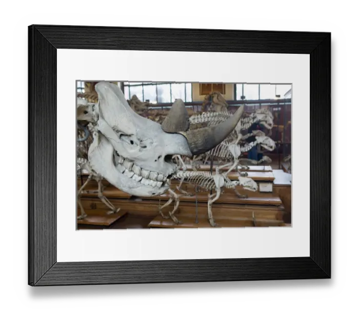 Framed Print : Europe, France, Paris, Austerlitz: Museum of Comparative Anatomy / Interior Framed Print : Europe, France, Paris, Austerlitz: Museum of Comparative Anatomy / Interior