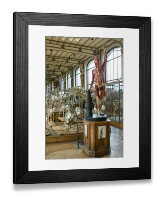 Framed Print : Europe, France, Paris, Austerlitz: Museum of Comparative Anatomy  /  Interior