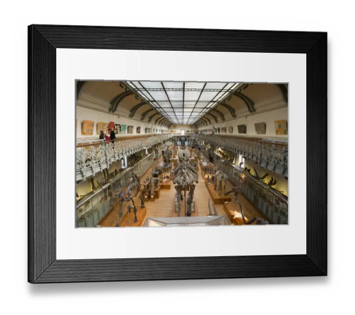 Framed Print : Europe, France, Paris, Austerlitz: Museum of Comparative Anatomy / Interior Framed Print : Europe, France, Paris, Austerlitz: Museum of Comparative Anatomy / Interior