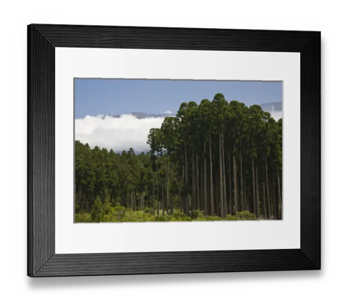 Framed Print : France, Reunion Island, Cirque de Cilaos, forest Bras Sec Framed Print : France, Reunion Island, Cirque de Cilaos, forest Bras Sec