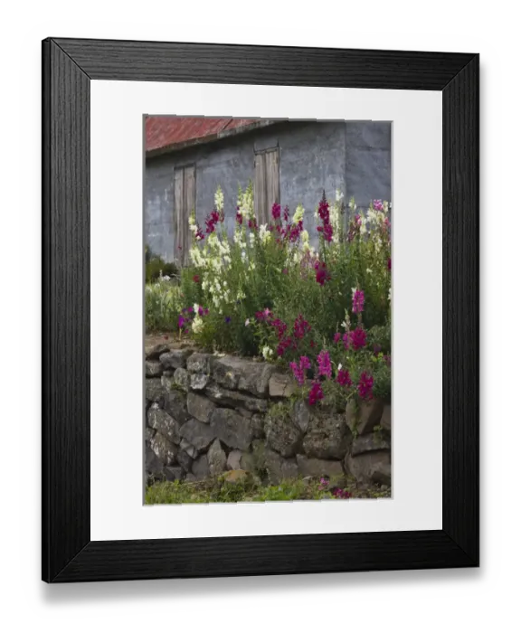 Framed Print : France, Reunion Island, Cirque de Salazie, Grand-Ilet, Lupine Flowers Framed Print : France, Reunion Island, Cirque de Salazie, Grand-Ilet, Lupine Flowers