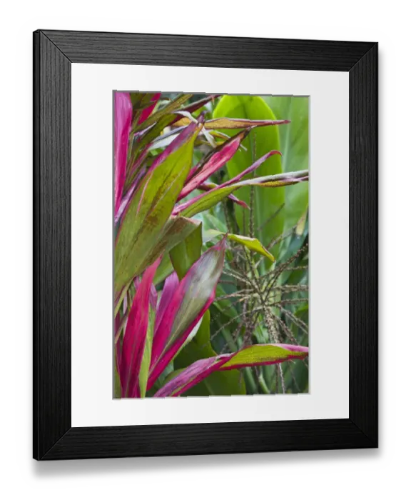 Framed Print : France, Reunion Island, East Reunion, Piton Ste-Rose, Leaves of the Croton plant Framed Print : France, Reunion Island, East Reunion, Piton Ste-Rose, Leaves of the Croton plant