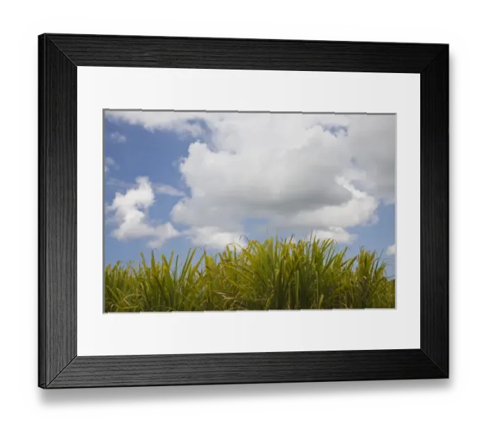Framed Print : France, Reunion Island, Les Makes, Sugar Cane Framed Print : France, Reunion Island, Les Makes, Sugar Cane