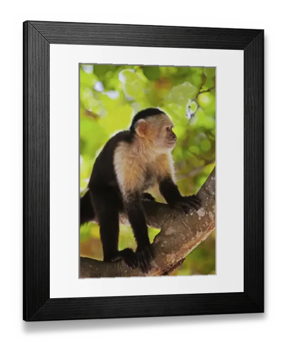 Framed Print : White Faced Monkeys ( Cebus Capucinus) in trees on Fantasy Island Roatan in Honduras