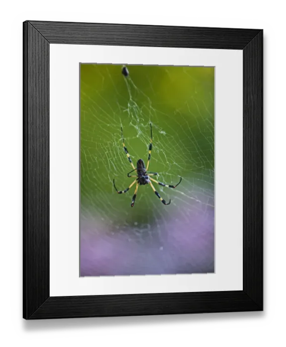 Framed Print : A spider web in the Jade Sea Horse on Utila in Honduras Framed Print : A spider web in the Jade Sea Horse on Utila in Honduras