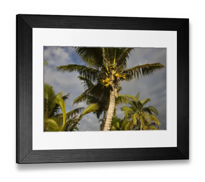 Framed Print : France, Reunion Island, St-Gilles-Les-Bains, palm tree Framed Print : France, Reunion Island, St-Gilles-Les-Bains, palm tree