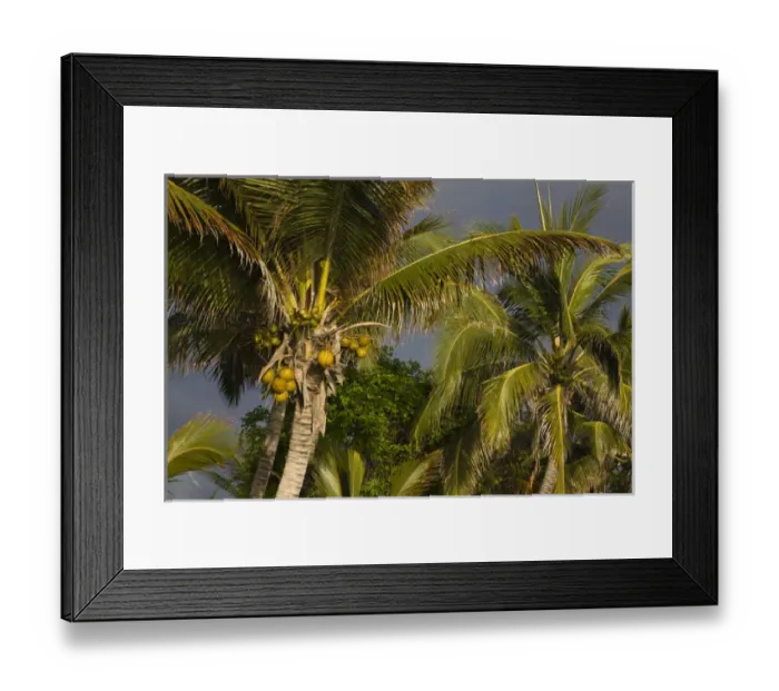 Framed Print : France, Reunion Island, St-Gilles-Les-Bains, palm tree