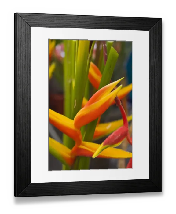 Framed Print : France, Reunion Island, St-Paul, Seafront Market, Heliconia Flower, heliconia bihai