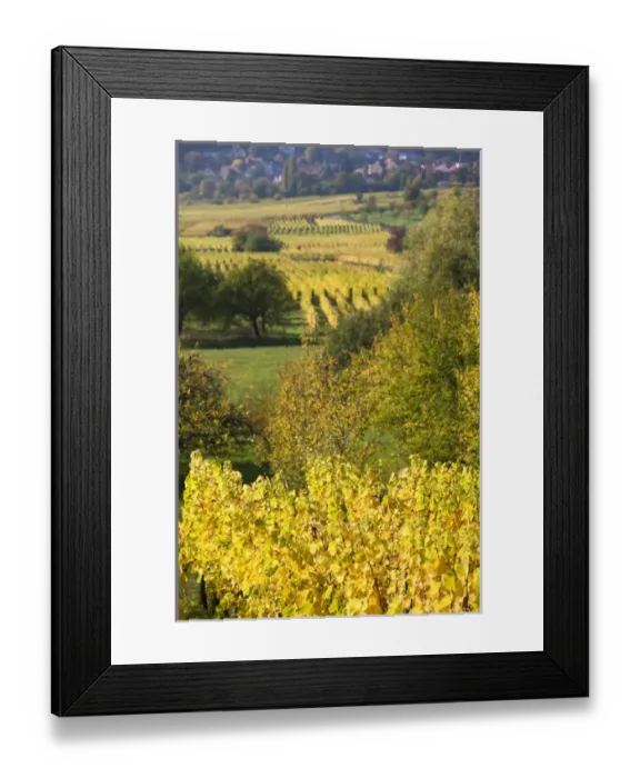 Framed Print : France, Bas-Rhin, Alsace Region, Alasatian Wine Route, Mittelbergheim, vineyard, autumn Framed Print : France, Bas-Rhin, Alsace Region, Alasatian Wine Route, Mittelbergheim, vineyard, autumn