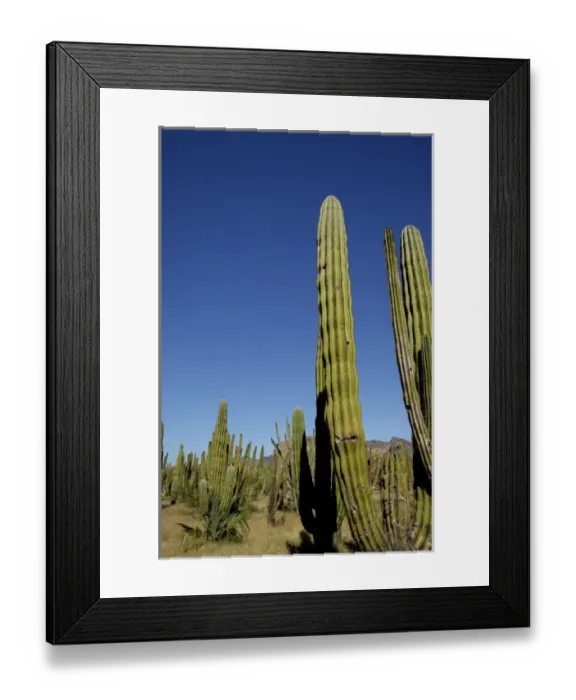 Framed Print : Mexico, State of Sonora, San Carlos. Saguaro (Carnegiea gigantea) & Organ Pipe (Lemaireocereus Framed Print : Mexico, State of Sonora, San Carlos. Saguaro (Carnegiea gigantea) & Organ Pipe (Lemaireocereus