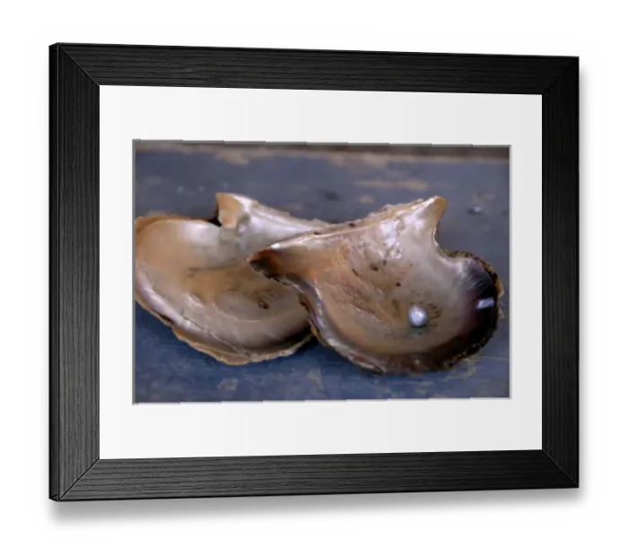 Framed Print : Mexico, State of Sonora, Guaymas. Pearl farm, rainbow lipped oyster shell with pearl Framed Print : Mexico, State of Sonora, Guaymas. Pearl farm, rainbow lipped oyster shell with pearl