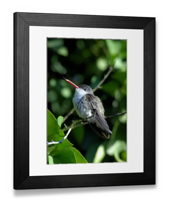Framed Print : Mexico, State of Sinaloa, El Fuerte. Hummingbird Framed Print : Mexico, State of Sinaloa, El Fuerte. Hummingbird