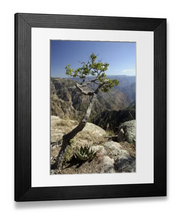 Framed Print : Mexico, State of Chihuahua, Copper Canyon