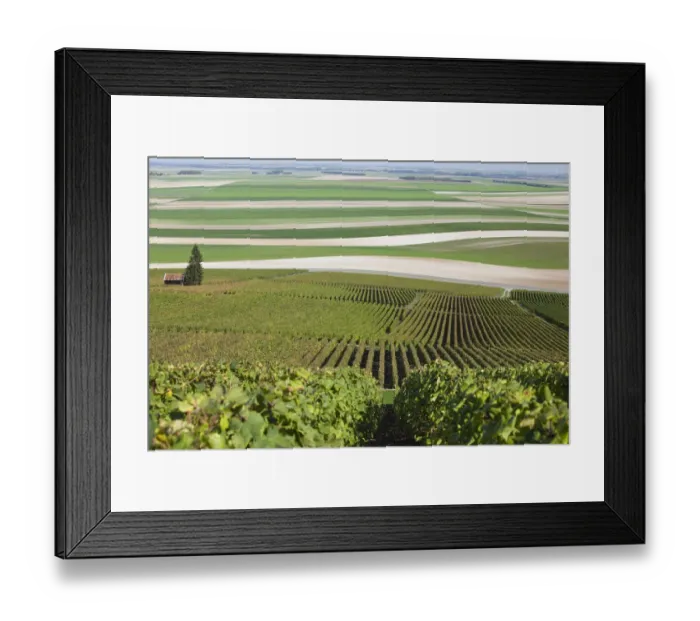 Framed Print : France, Marne, Champagne Region, Mont Aime, elevated view of vineyards and fields