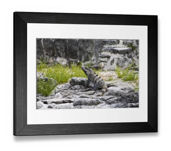 Framed Print : Mexico, Quintana Roo, Yucatan Peninsula, Cancun. Zona Arqueologica El Rey (the King) Framed Print : Mexico, Quintana Roo, Yucatan Peninsula, Cancun. Zona Arqueologica El Rey (the King)