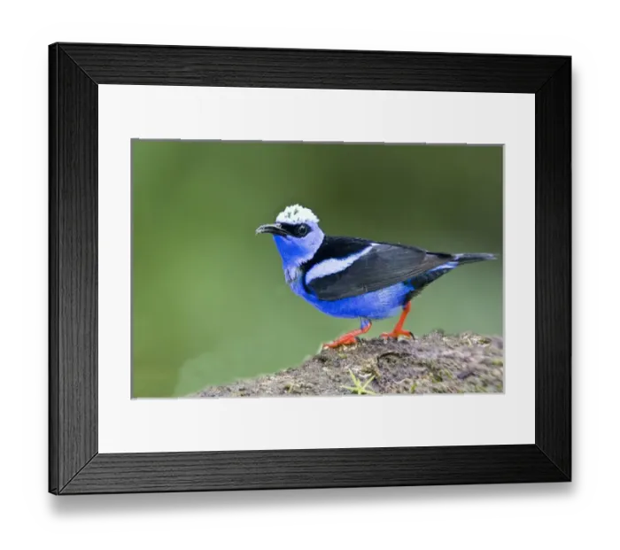 Framed Print : South America, Panama. Close-up of red-legged honeycreeper on boulder. Credit as
