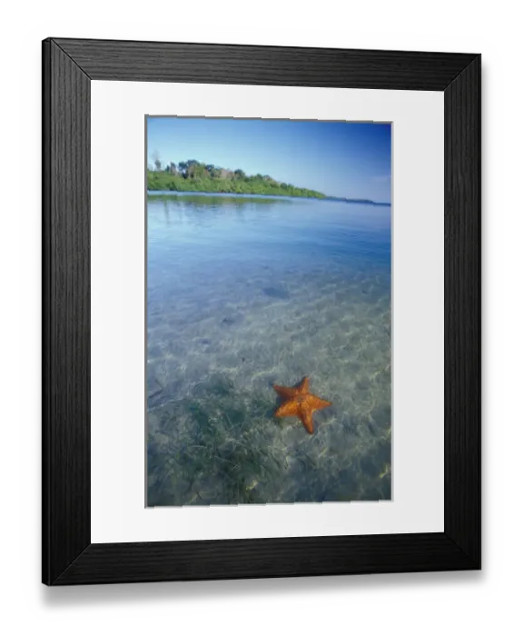 Framed Print : Central America, Panama, Bocas del Toro. Starfish Cove Framed Print : Central America, Panama, Bocas del Toro. Starfish Cove