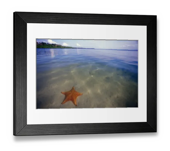 Framed Print : Central America, Panama, Bocas del Toro. Starfish Cove Framed Print : Central America, Panama, Bocas del Toro. Starfish Cove