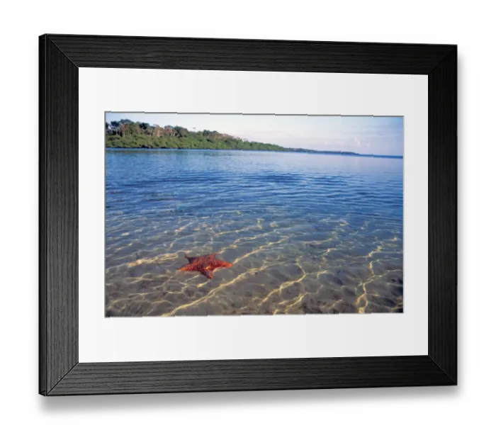 Framed Print : Central America, Panama, Bocas del Toro. Starfish Cove Framed Print : Central America, Panama, Bocas del Toro. Starfish Cove