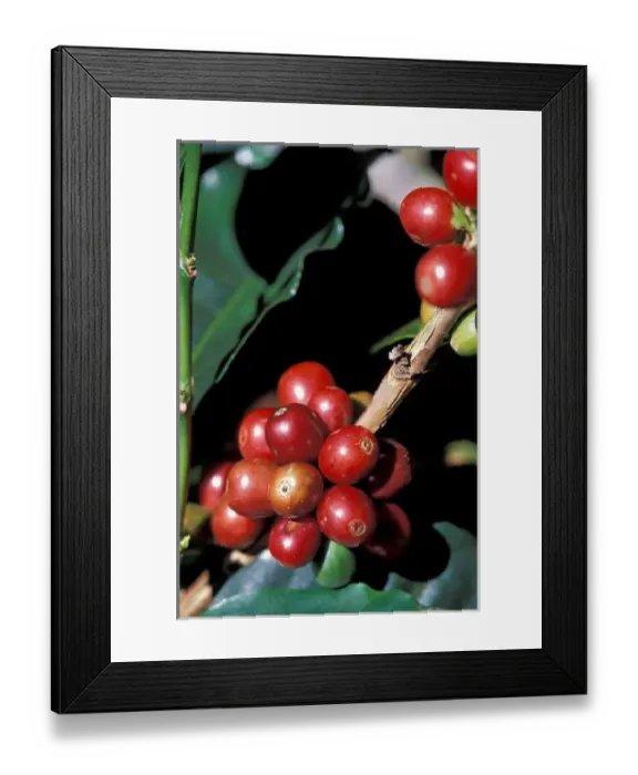 Framed Print : Central America, Panama, Chiriqui Province, Boquete, Finca Lerida. Private coffee plantation Framed Print : Central America, Panama, Chiriqui Province, Boquete, Finca Lerida. Private coffee plantation