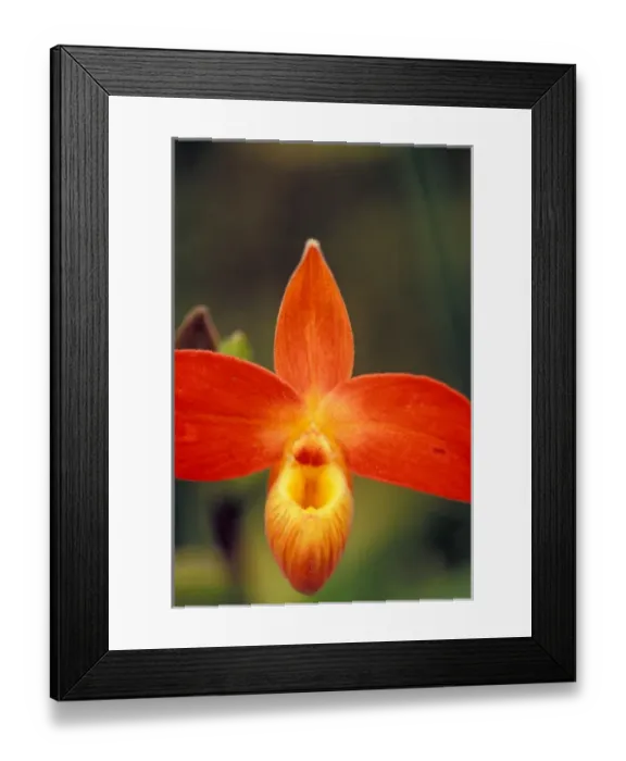 Framed Print : Central America, Panama, Chiriqui Province, Boquete. Inca Dracula - World famous orchid farm Framed Print : Central America, Panama, Chiriqui Province, Boquete. Inca Dracula - World famous orchid farm